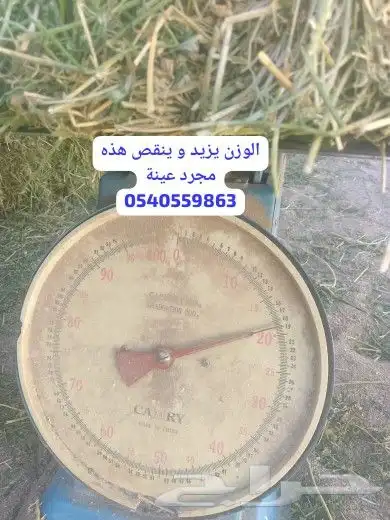 برسيم صافي ناعم ورق 2
