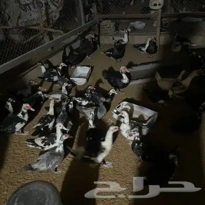 للبيع بط مسكوفي 1