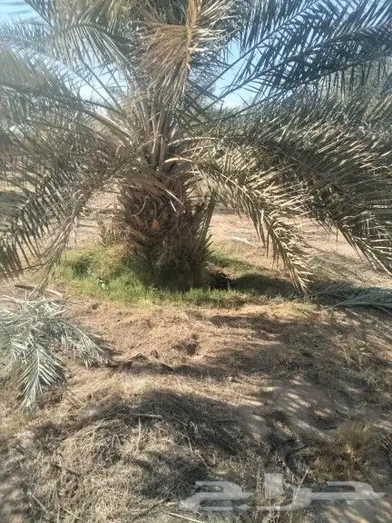 نخيل مثمر للبيع صقعي سكري اخلاص هلالي مجدوله شيشي زاملي 10