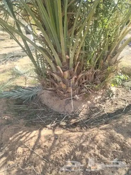 نخيل مثمر للبيع صقعي سكري اخلاص هلالي مجدوله شيشي زاملي 2