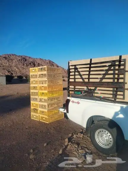 توصيل ونقل طيور واغنام 5