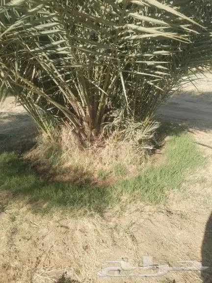 نخيل مثمر للبيع صقعي سكري اخلاص هلالي مجدوله شيشي زاملي 11