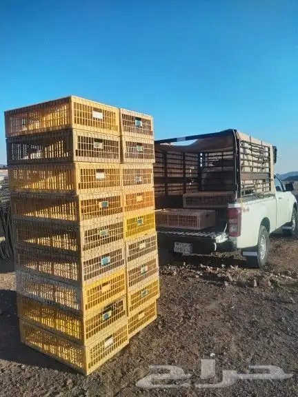 توصيل ونقل طيور واغنام 4