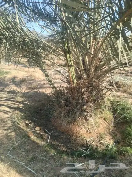 نخيل مثمر للبيع صقعي سكري اخلاص هلالي مجدوله شيشي زاملي 9
