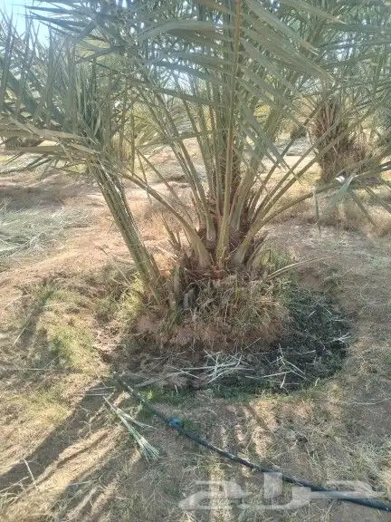 نخيل مثمر للبيع صقعي سكري اخلاص هلالي مجدوله شيشي زاملي 4