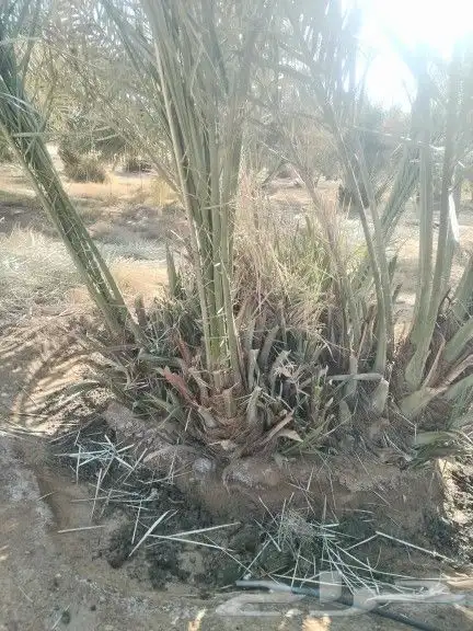 نخيل مثمر للبيع صقعي سكري اخلاص هلالي مجدوله شيشي زاملي 6
