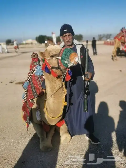 تأجير خيول وجمال وسياسي وعربة حنطو لجميع المناسبات والحفلات 3