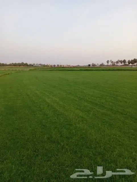 ثيل سي 2000 صافي وطبيعي درجة اوله يوجد تركيب وتوريد داخل الر 1