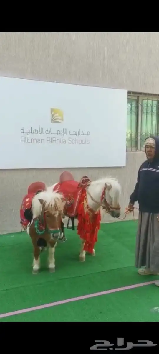 تأجير خيول وجمال وسياسي وعربة حنطو لجميع المناسبات والحفلات 0