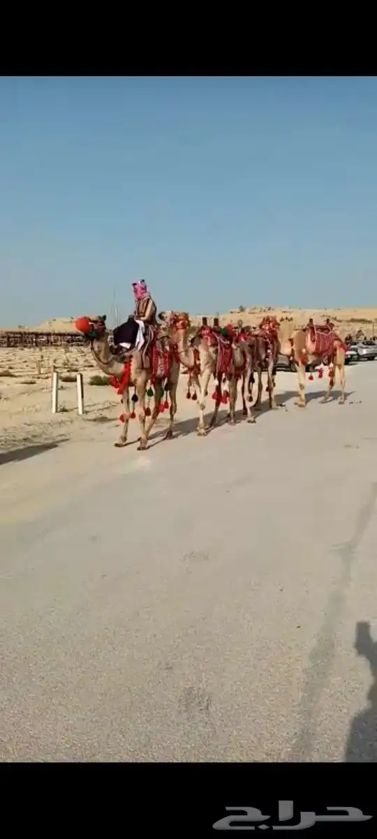 تأجير خيول وجمال وسياسي وعربة حنطو لجميع المناسبات والحفلات 4