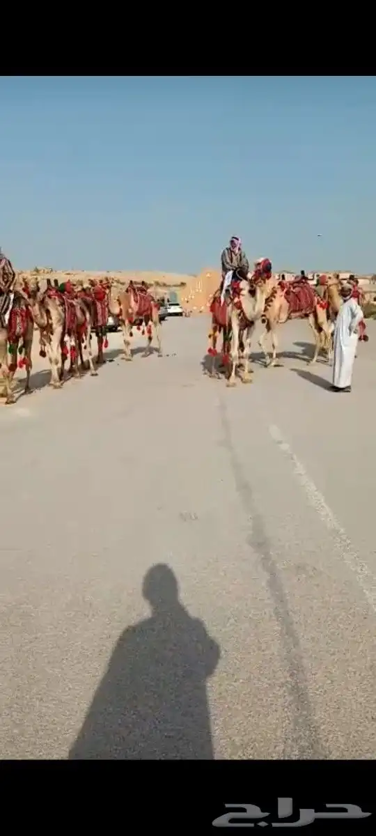 تأجير خيول وجمال وسياسي وعربة حنطو لجميع المناسبات والحفلات 2
