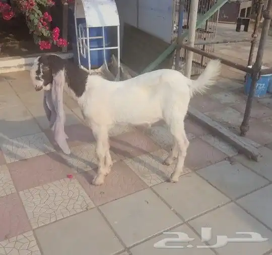 تيس حجازي هولندي 15