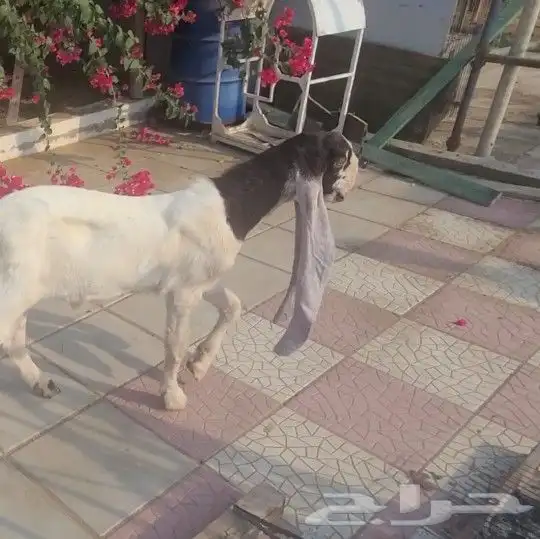 تيس حجازي هولندي 19
