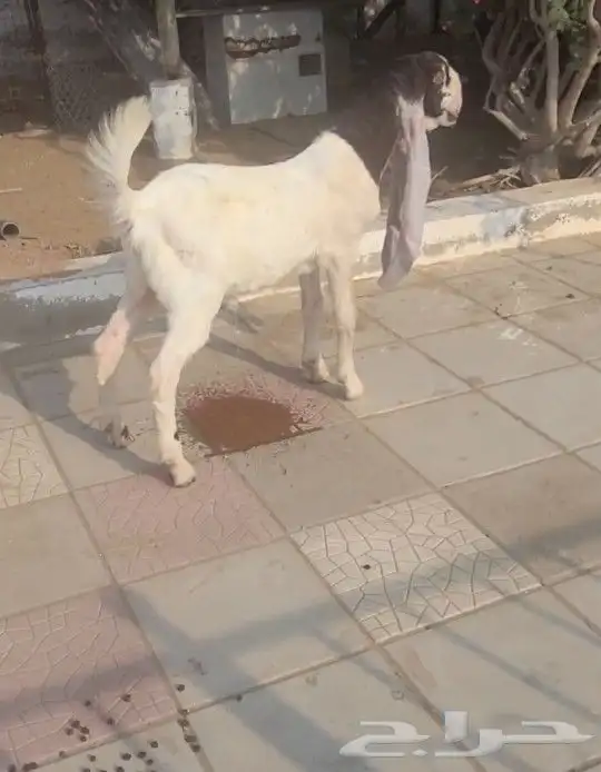 تيس حجازي هولندي 7