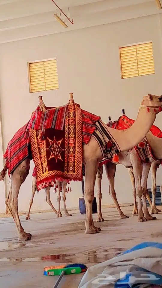 جمال وخيل للايجار 5