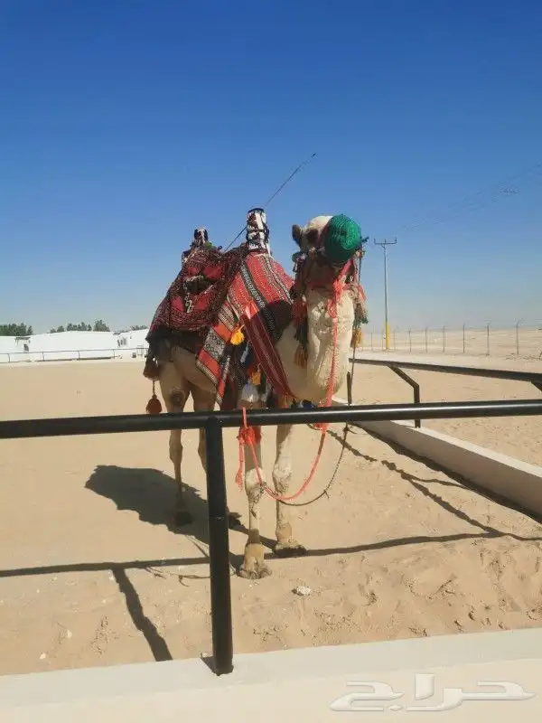 تأجير خيول وجمال وسياسي وعربة حنطو لجميع المناسبات والحفلات 8