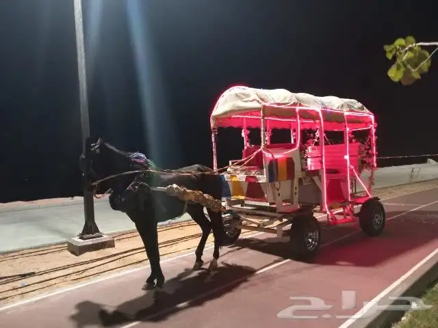 تأجير خيول وجمال وسياسي وعربة حنطو لجميع المناسبات والحفلات 6