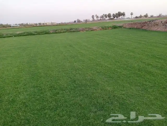 ثيل سي 2000 صافي وطبيعي درجة اوله يوجد تركيب وتوريد داخل الر 0