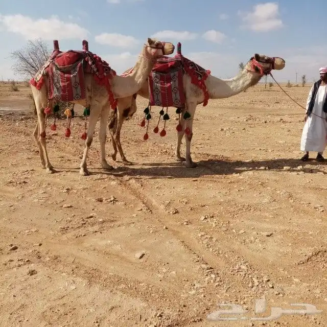 تأجير خيول وجمال وسياسي وعربة حنطو لجميع المناسبات والحفلات 9