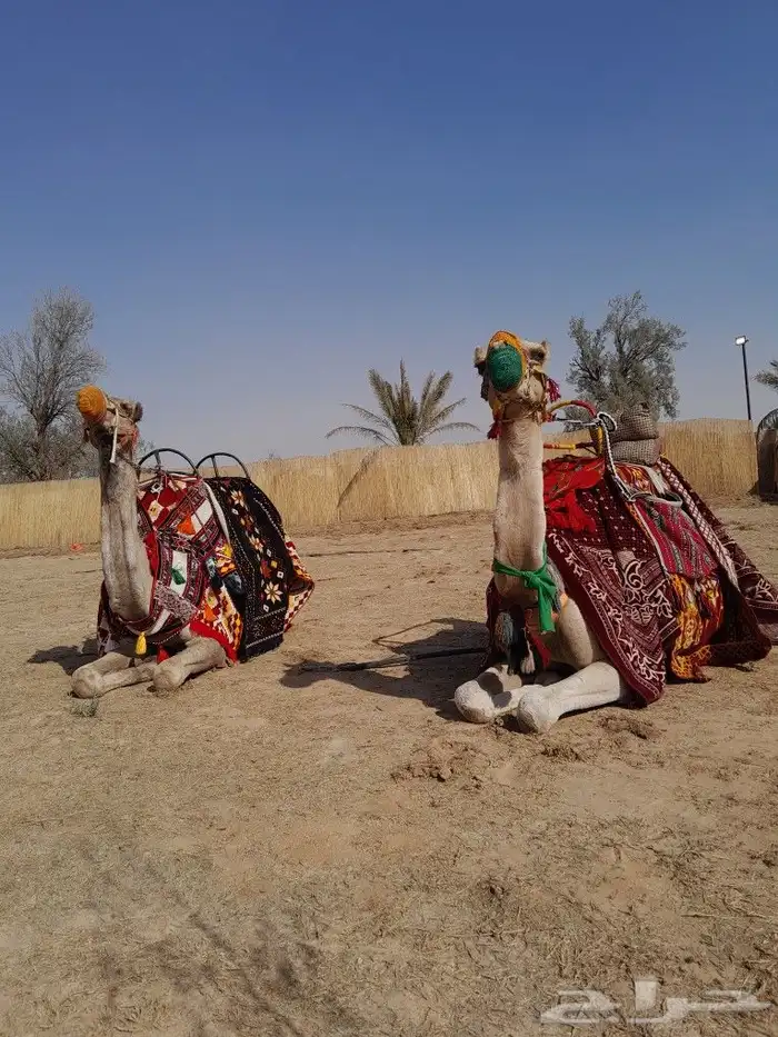 جمال وخيل للايجار 2