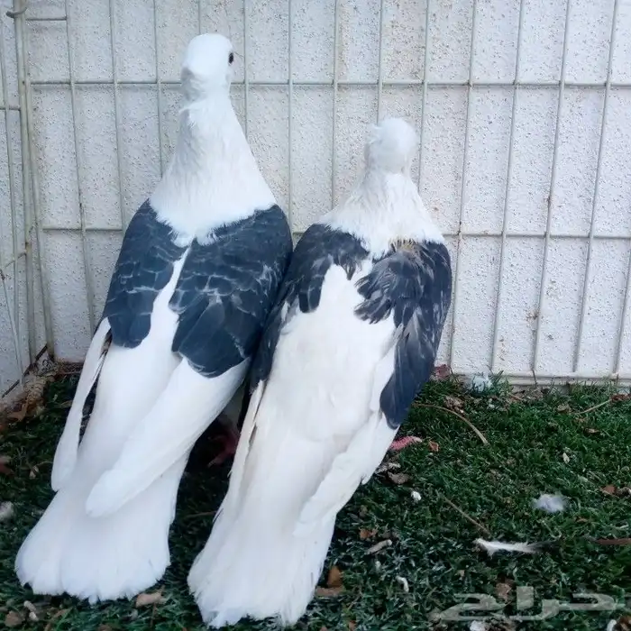 زواجل الوان مميزة تم البيع 2