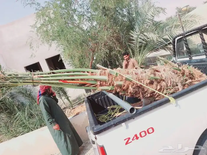 يوجد لدينا جميع انواع النخيل المثمر والزينه وجميع انواعه 4
