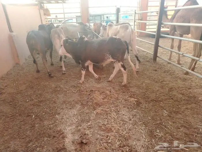 عجول بلدي فواخر 3