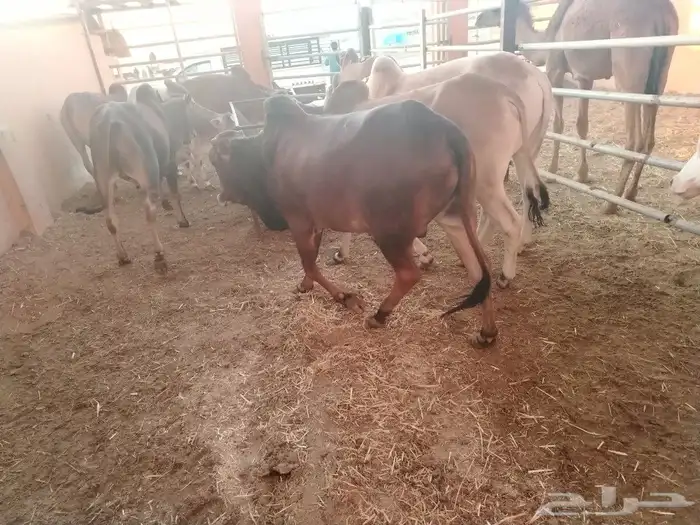 عجول بلدي فواخر 4