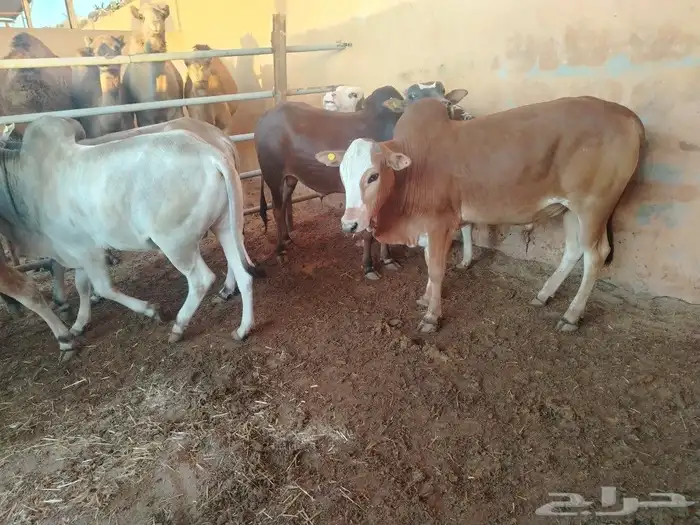 عجول بلدي فواخر 5