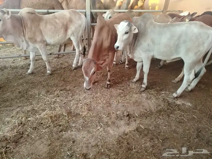 عجول بلدي فواخر 2