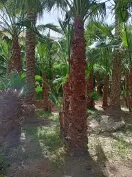 واشنطن زينه رقم واحد لتواصل ابو ياسمين 3