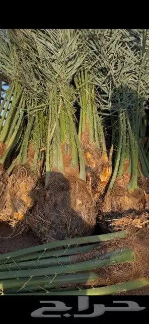 مشاء الله نخل طيب وصل اليوم حفر الباطن 4