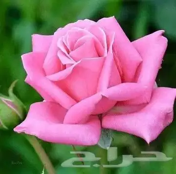 شتلة جوري بنك   80 سم 0