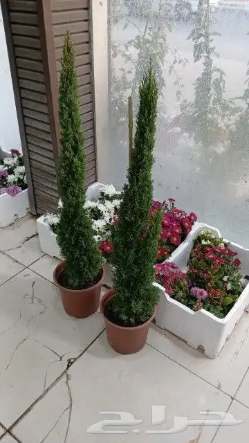 اشجار جهنميه جميع الالوان والمقاسات نوصل ونغرس 5