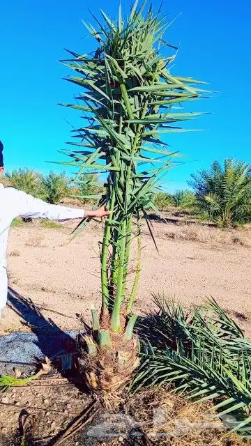 يوجد الدينا جميع أنواع النخل للإستفسار 4