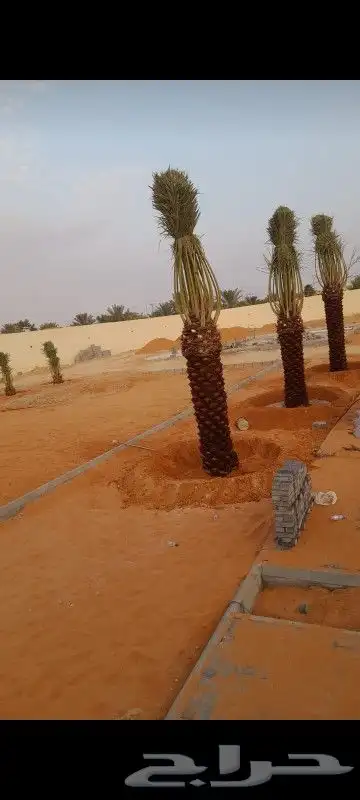 نخيل للبيع واسعار طيبه 4