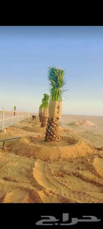 نخيل للبيع واسعار طيبه 2
