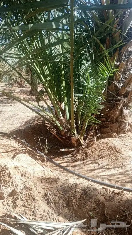يوجد الدينا جميع أنواع النخل للإستفسار 3