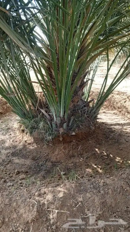 يوجد الدينا جميع أنواع النخل للإستفسار 0