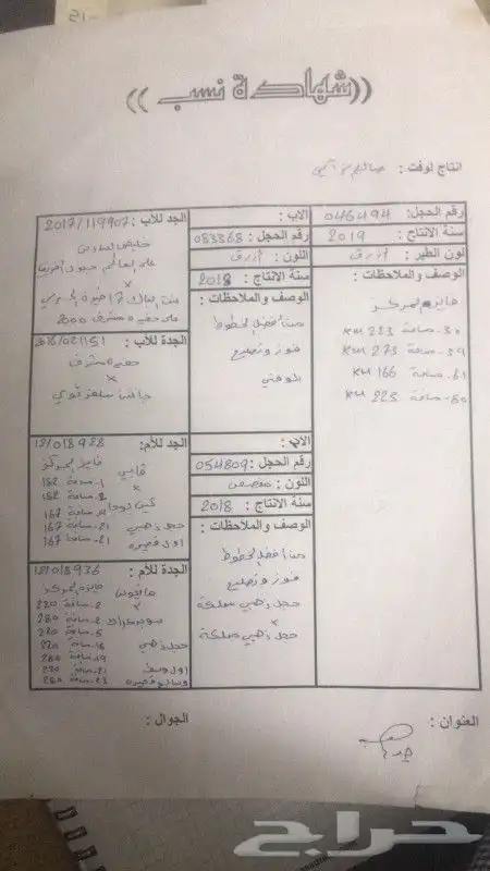 طبة زأجل سباق جاهزةللتثبيت محجلة بشهايد نسب ويوجد أجوازمنتجة 2