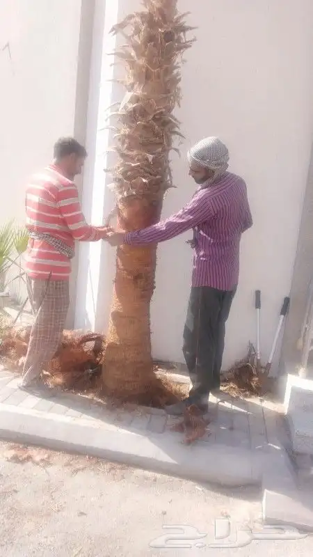 تنفيذ شبوك وزراعه نخيل 7