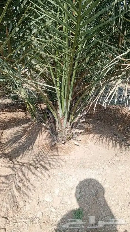 يوجد الدينا جميع أنواع النخل للإستفسار 2