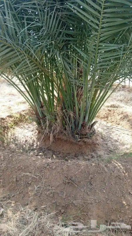 يوجد الدينا جميع أنواع النخل للإستفسار 1