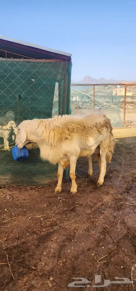 فحل حري سنه رباع 5
