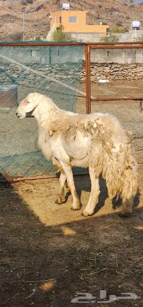 فحل حري سنه رباع 2