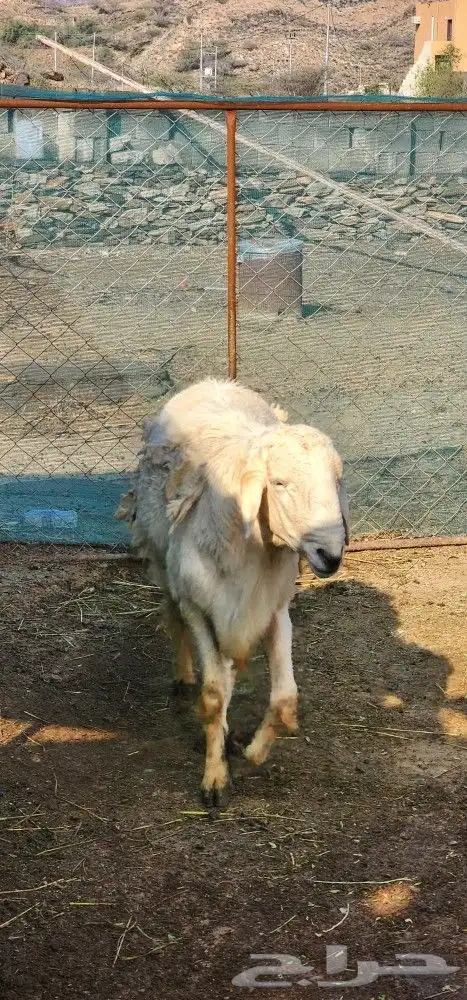 فحل حري سنه رباع 3