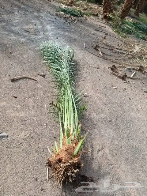 مشاء الله نخل طيب وصل اليوم حفر الباطن 0