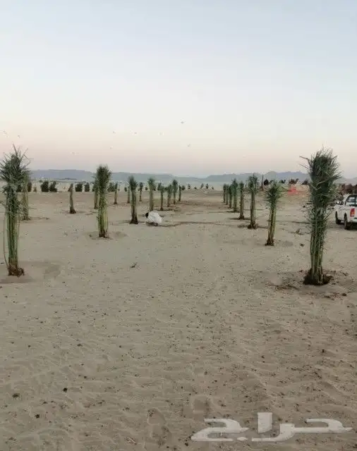 مشاء الله نخل طيب وصل اليوم حفر الباطن 6