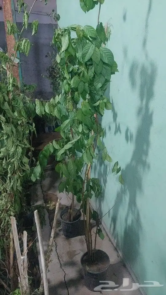 اشجار جهنميه جميع الالوان والمقاسات نوصل ونغرس 6