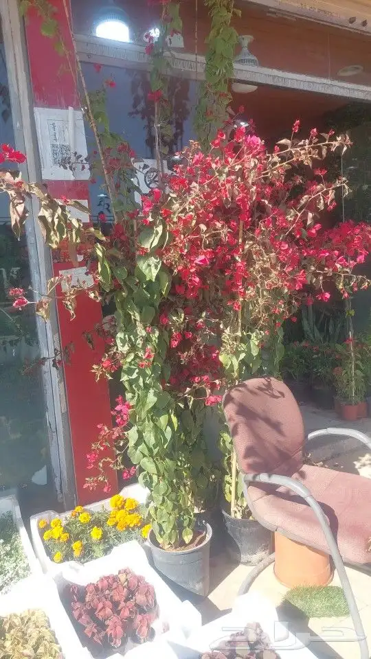 اشجار جهنميه جميع الالوان والمقاسات نوصل ونغرس 0